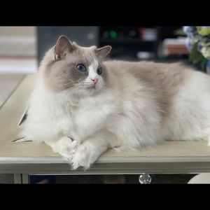 Meet your Posher, Chenxi